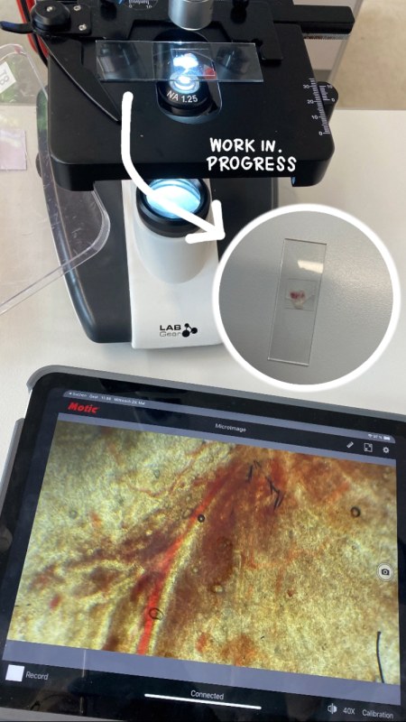 digitales Mikroskop 2024 05 29 Grips2